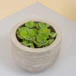 Cassia Planter 3