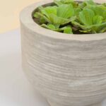 Cassia Planter 5