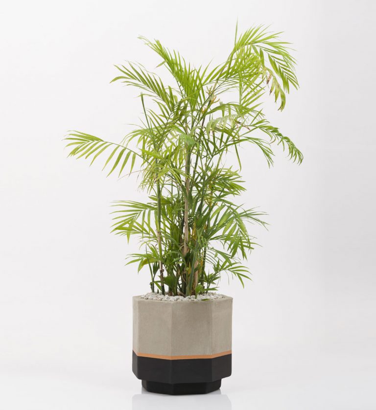 planter