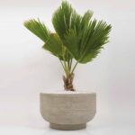 Cassia Planter 2