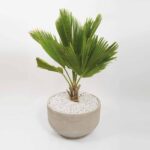 Cassia Planter 4