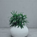 Orion (Jute) 3