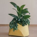 Slash dash (Faded Marigold) 3