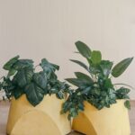 Slash dash (Faded Marigold) 2