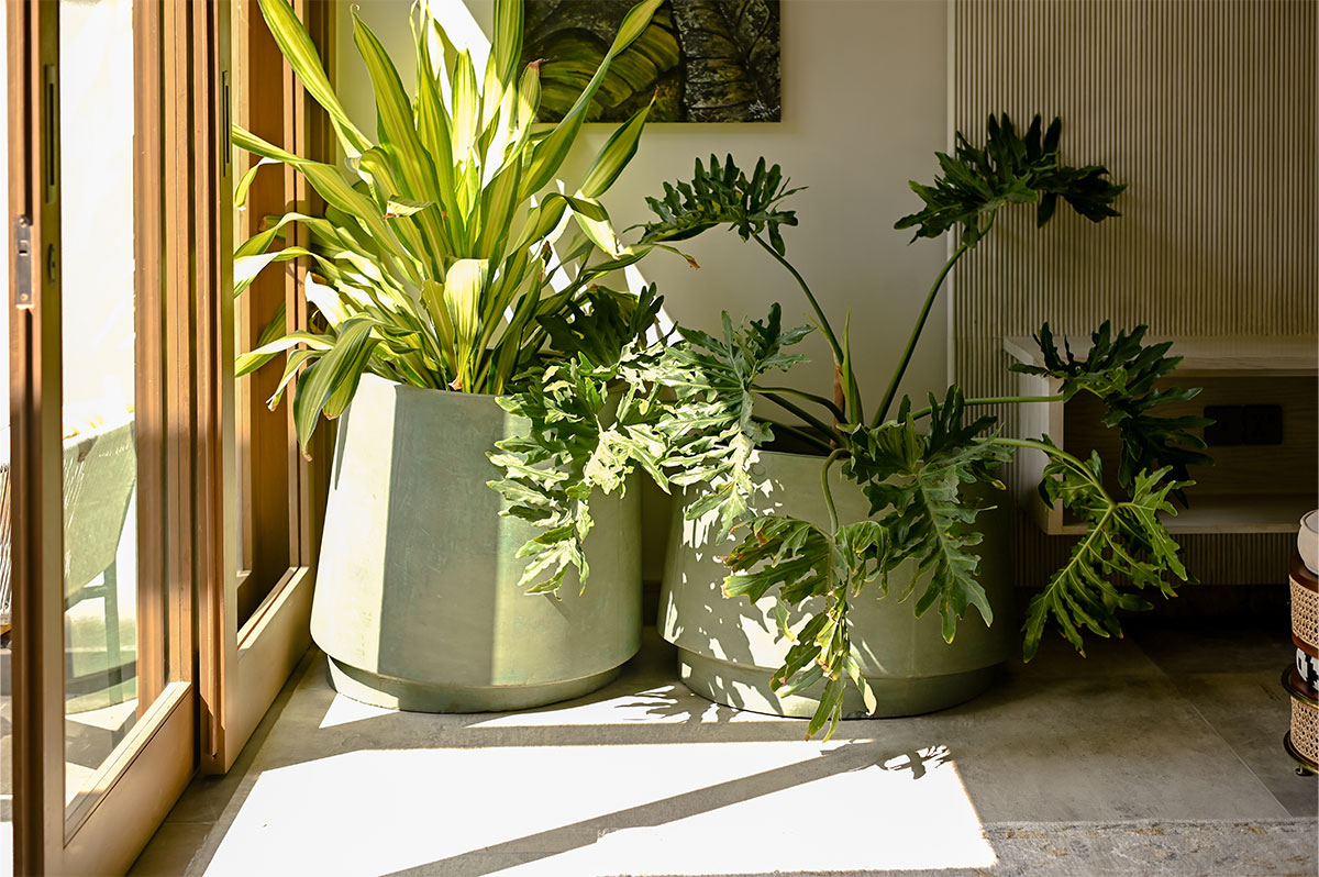 Willy Wonka (Sage) 1 Willy Wonka (Sage)