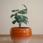 Contour in Ember 2